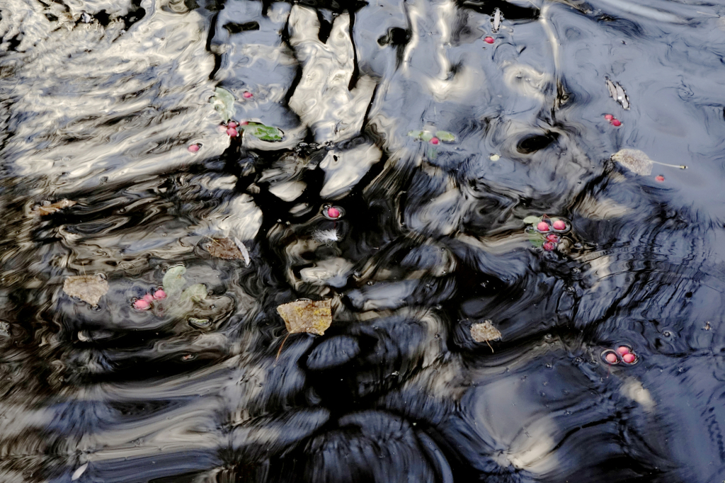 Berries in Black Water