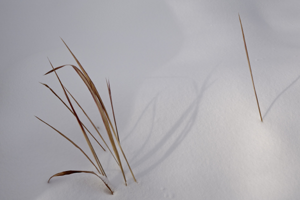stalks in the snow